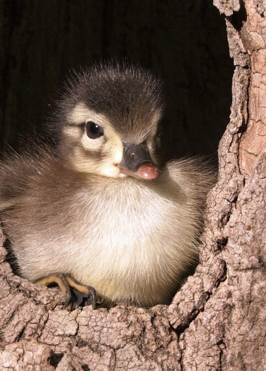 Baby wood duck